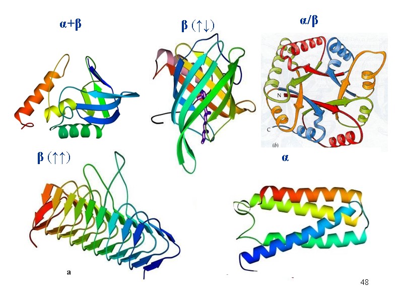 48 α+β α β (↑↑)  α/β β (↑↓)